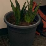 Potted snake plant