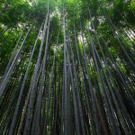Type of tree: Bamboo