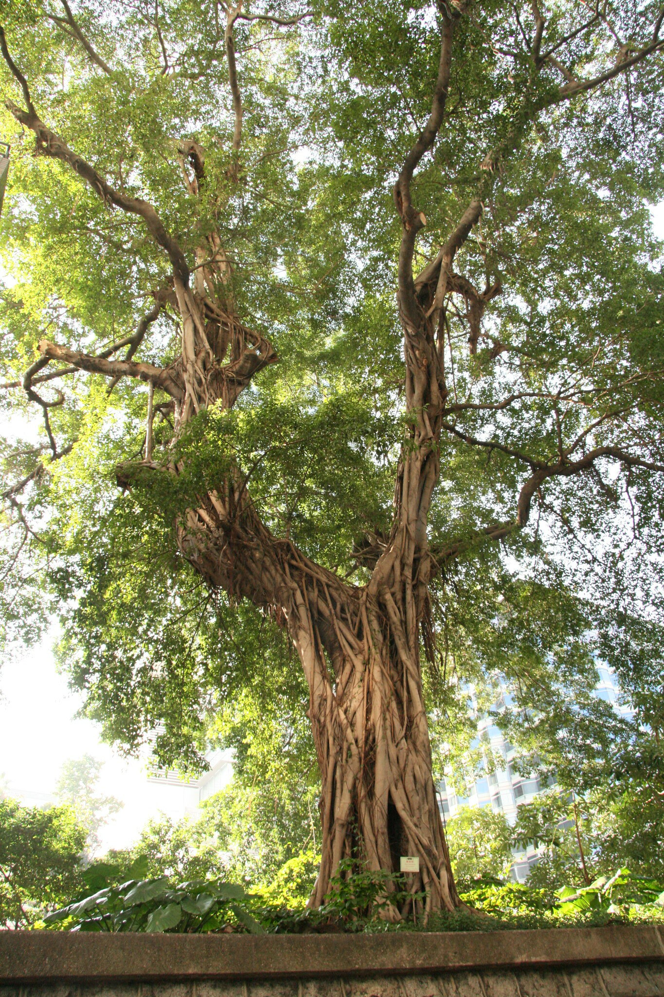 Type of tree: Bodhi Tree