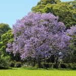 Type of tree: Jacaranda mimosifolia