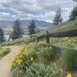 View of arrowleaf balsamroot flowers from Knox mountain.