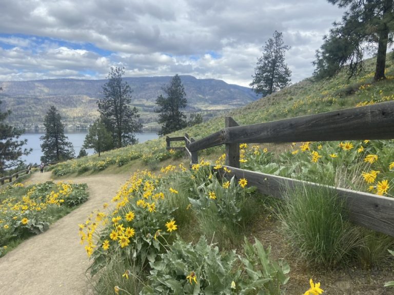 View of arrowleaf balsamroot flowers from Knox mountain. 